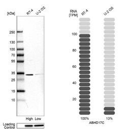 FAM108C1 Antibody, Novus Biologicals 0.1mL; Unlabeled:Antibodies, Polyclonal